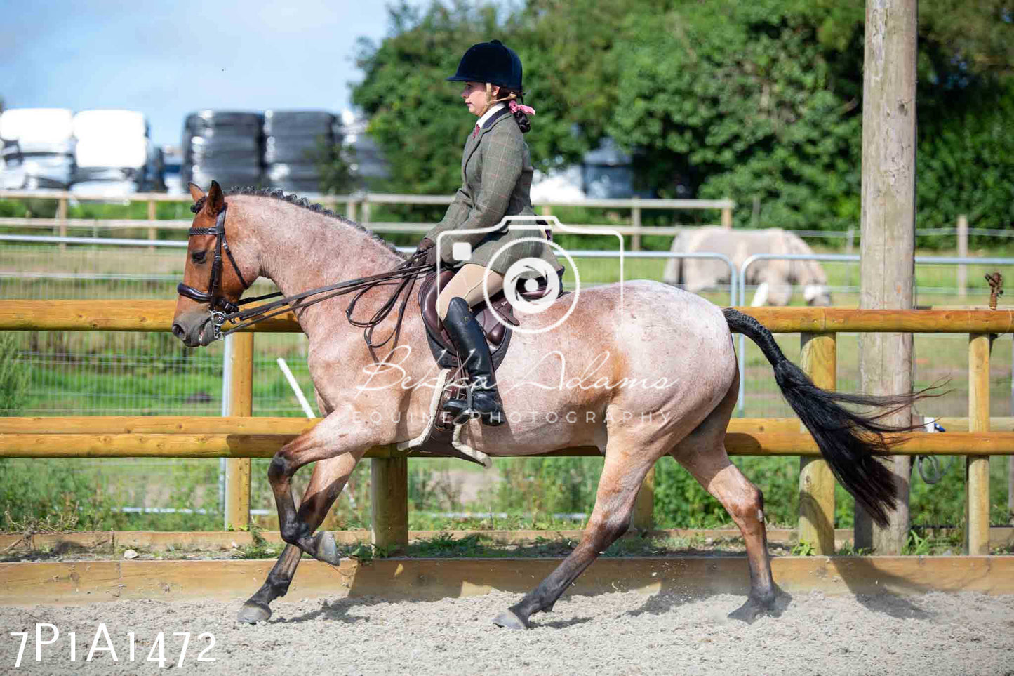 Home Farm Annual Show -Ridden Showing 20th August 2023
