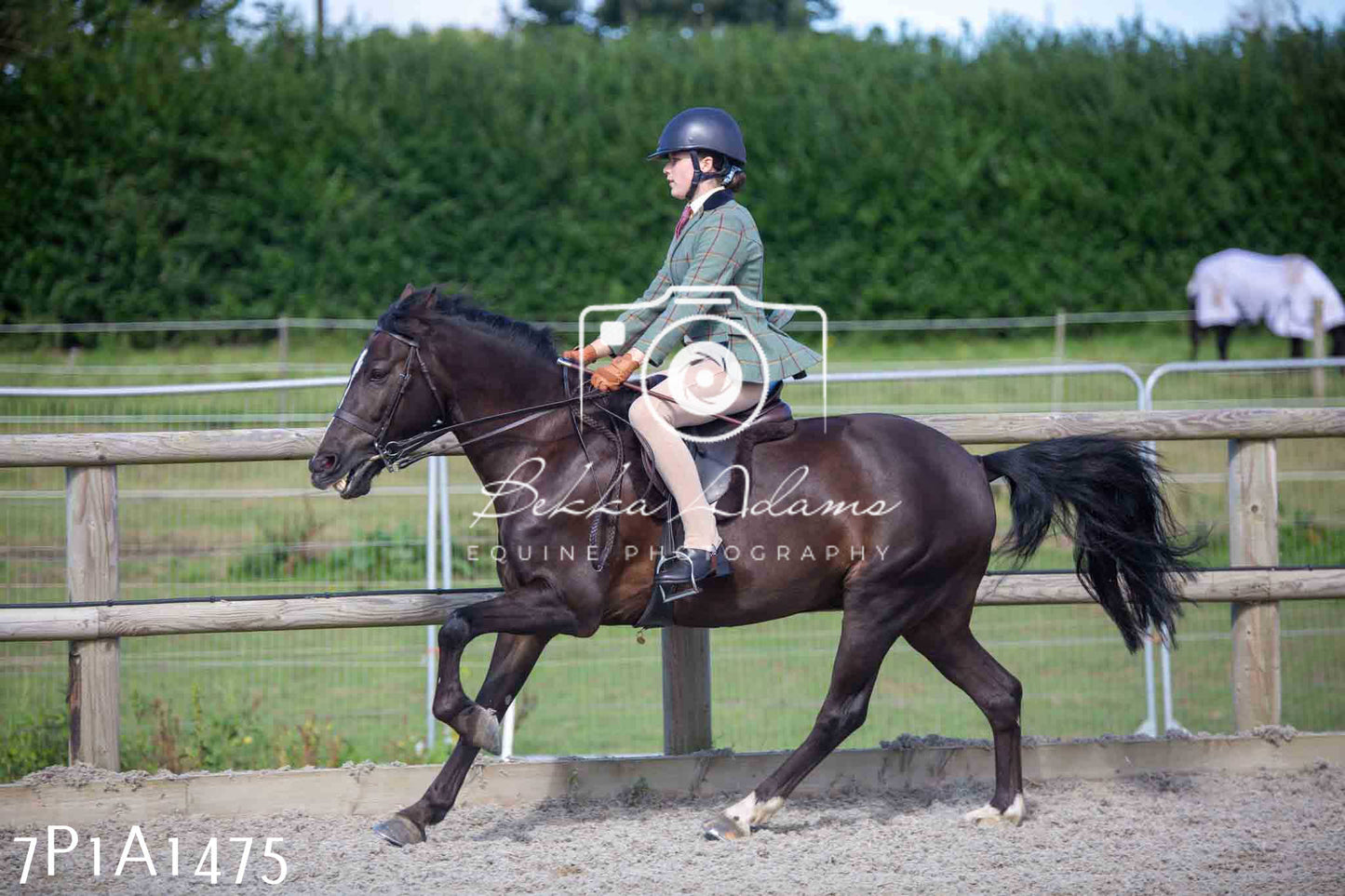Home Farm Annual Show -Ridden Showing 20th August 2023