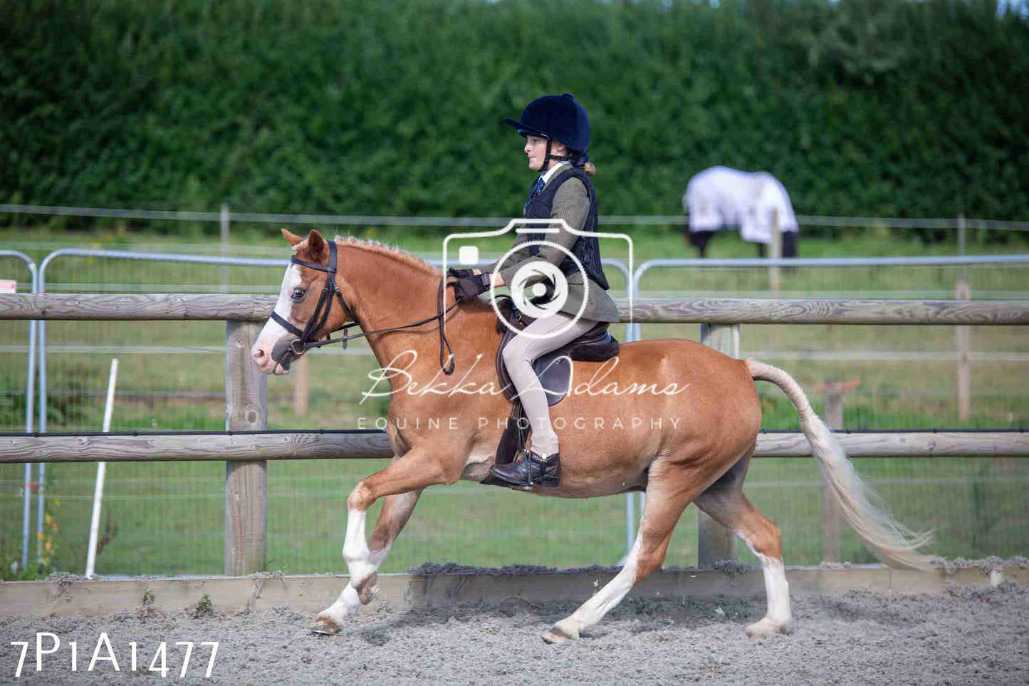 Home Farm Annual Show -Ridden Showing 20th August 2023