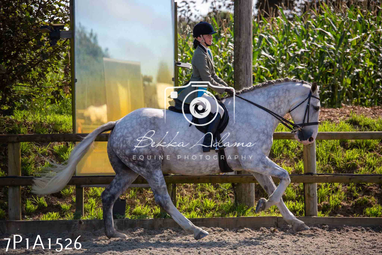 Home Farm Annual Show -Ridden Showing 20th August 2023