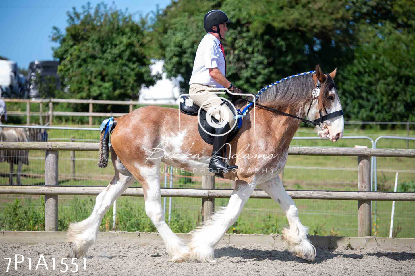 Home Farm Annual Show -Ridden Showing 20th August 2023