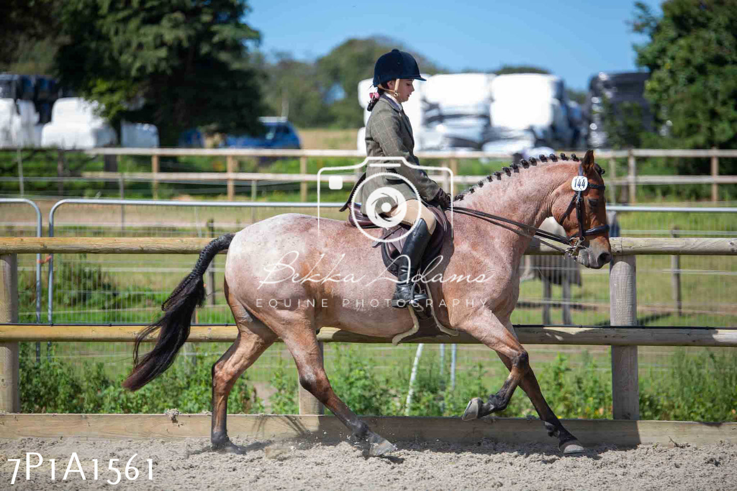 Home Farm Annual Show -Ridden Showing 20th August 2023
