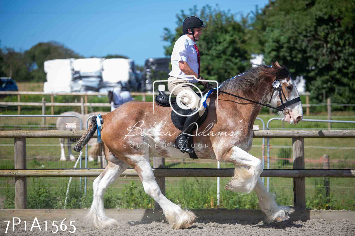 Home Farm Annual Show -Ridden Showing 20th August 2023