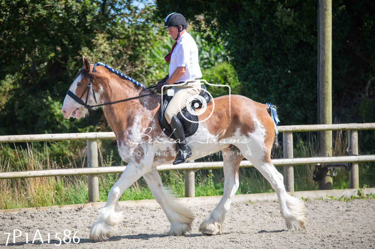 Home Farm Annual Show -Ridden Showing 20th August 2023