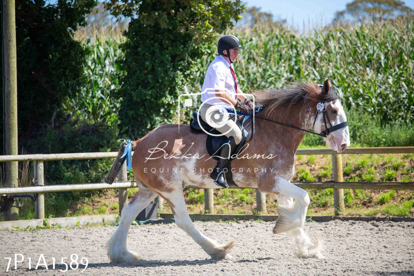 Home Farm Annual Show -Ridden Showing 20th August 2023
