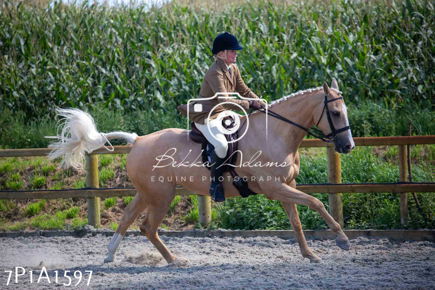 Home Farm Annual Show -Ridden Showing 20th August 2023