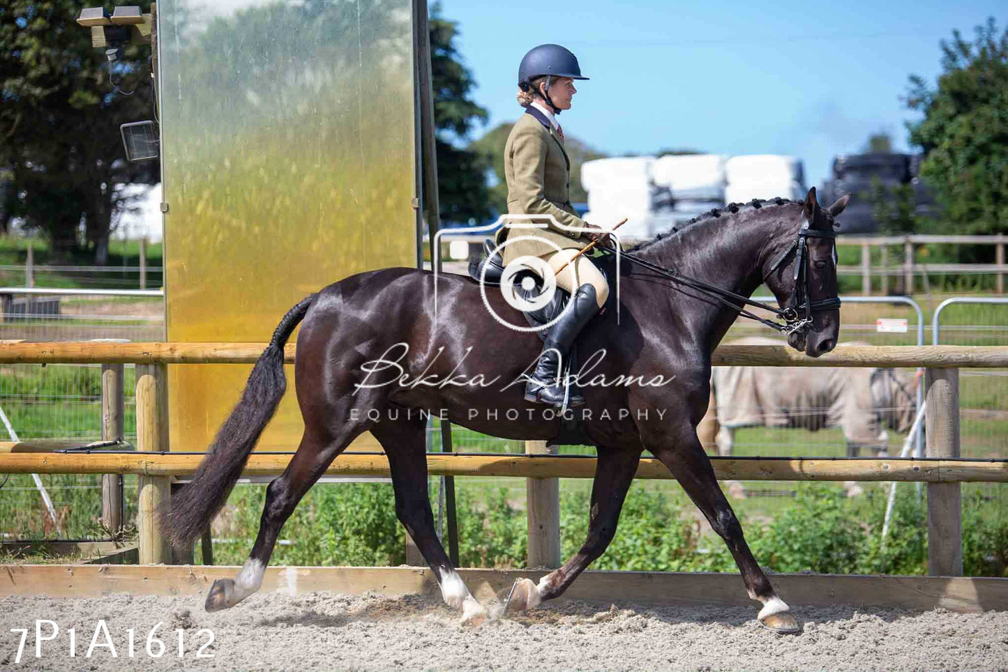 Home Farm Annual Show -Ridden Showing 20th August 2023