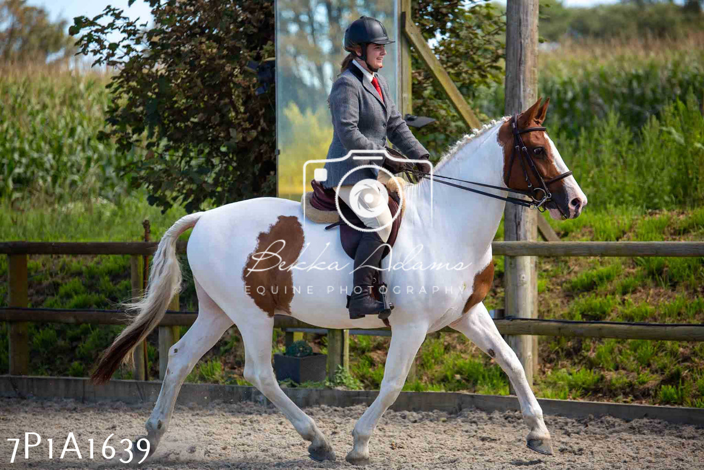 Home Farm Annual Show -Ridden Showing 20th August 2023