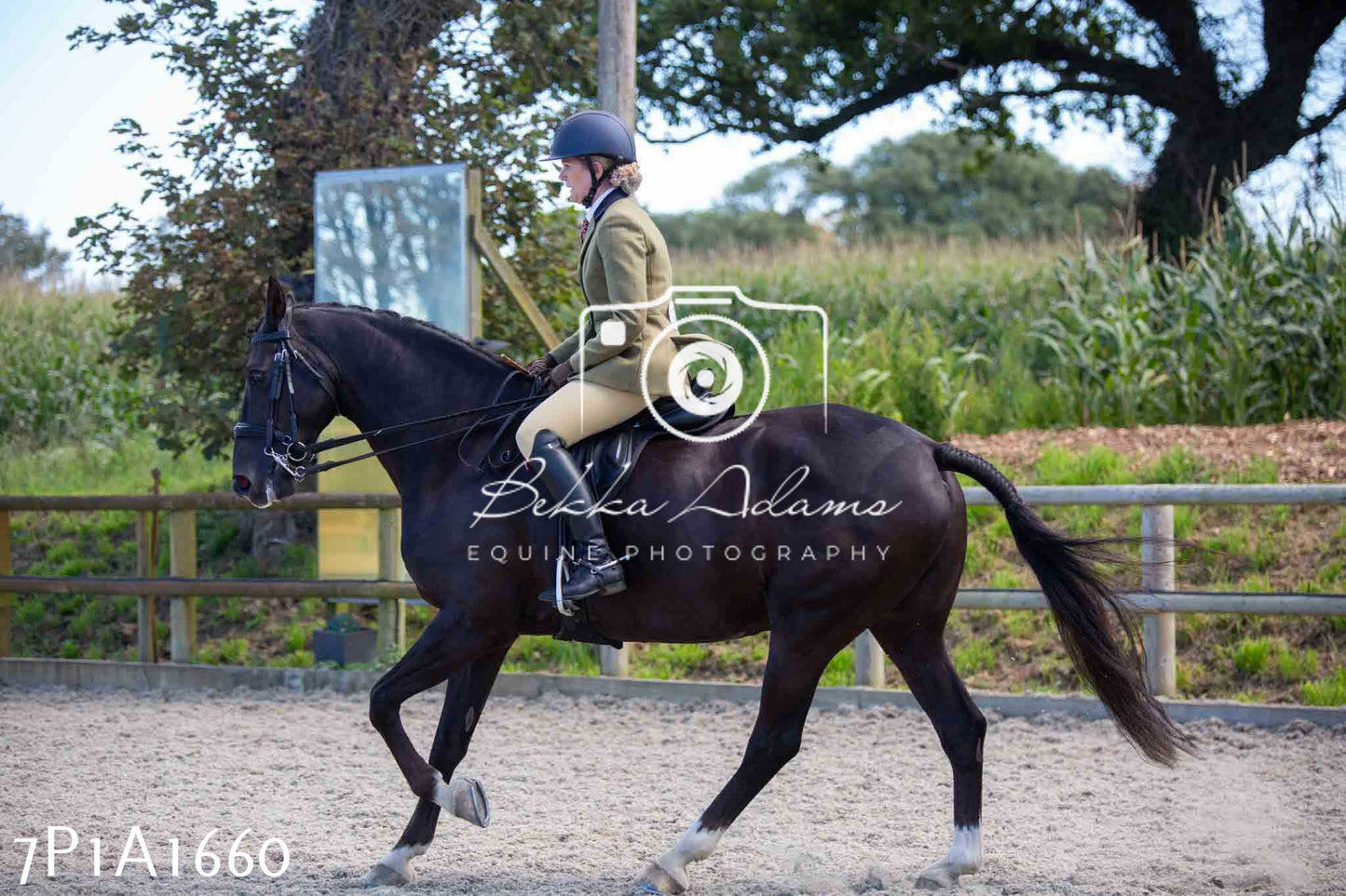 Home Farm Annual Show -Ridden Showing 20th August 2023