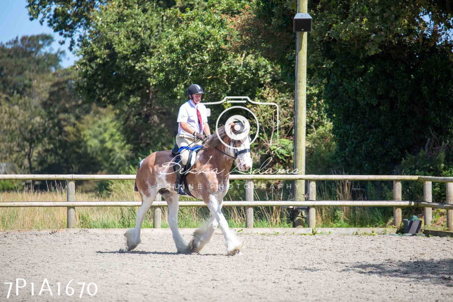 Home Farm Annual Show -Ridden Showing 20th August 2023