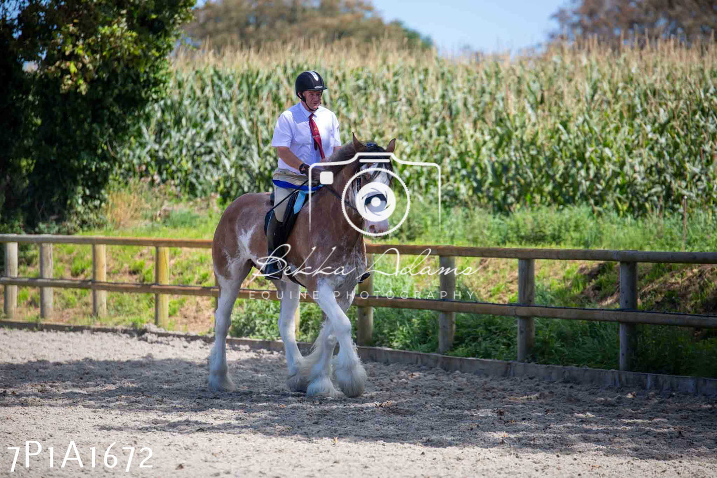 Home Farm Annual Show -Ridden Showing 20th August 2023