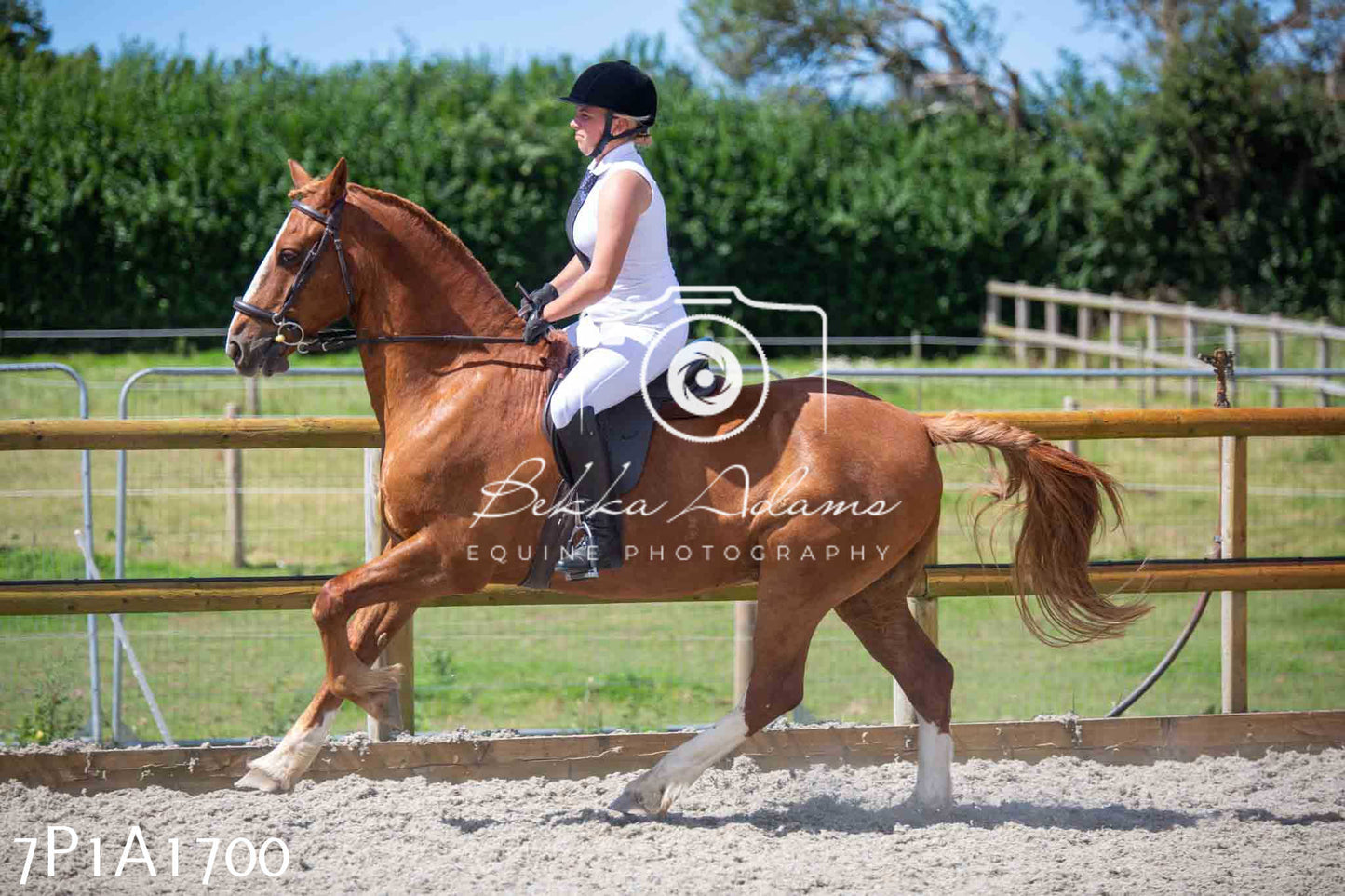 Home Farm Annual Show -Ridden Showing 20th August 2023