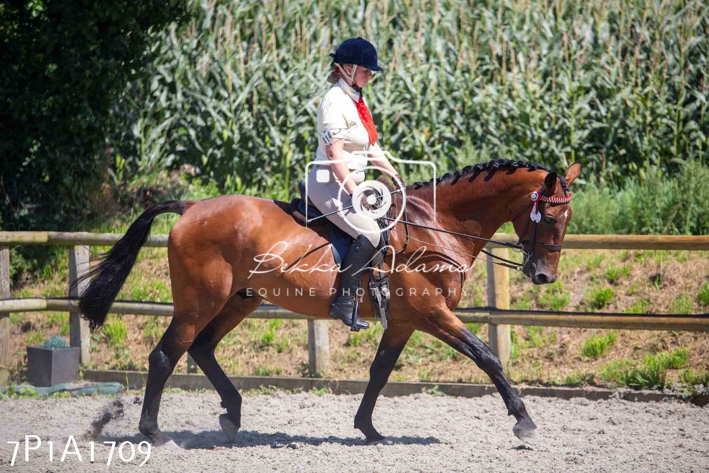 Home Farm Annual Show -Ridden Showing 20th August 2023