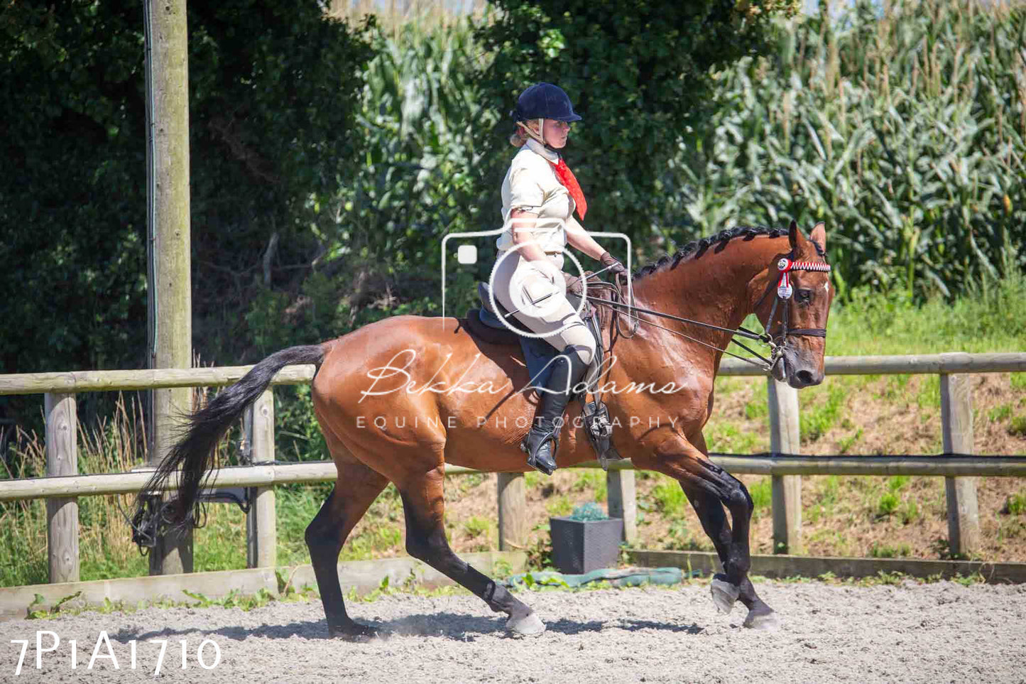 Home Farm Annual Show -Ridden Showing 20th August 2023