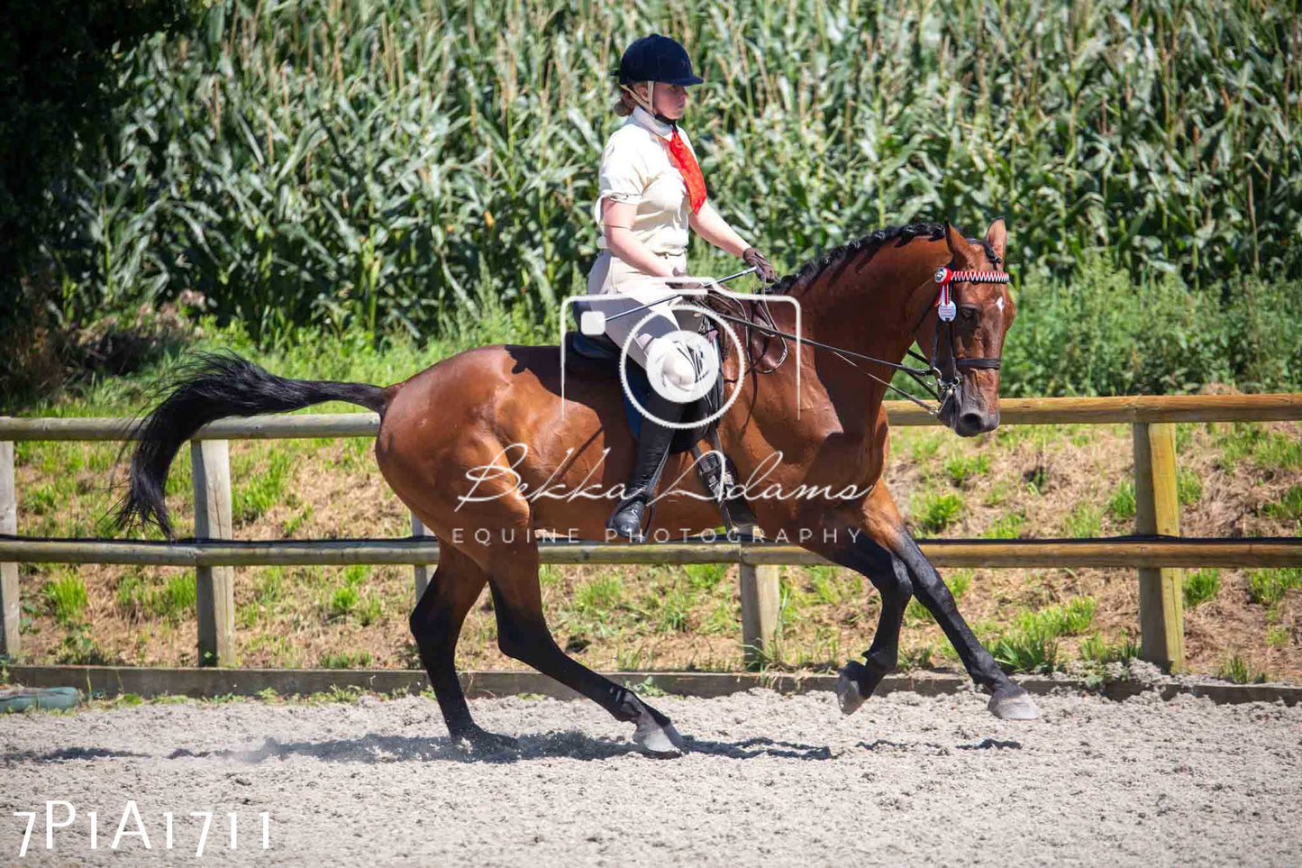 Home Farm Annual Show -Ridden Showing 20th August 2023