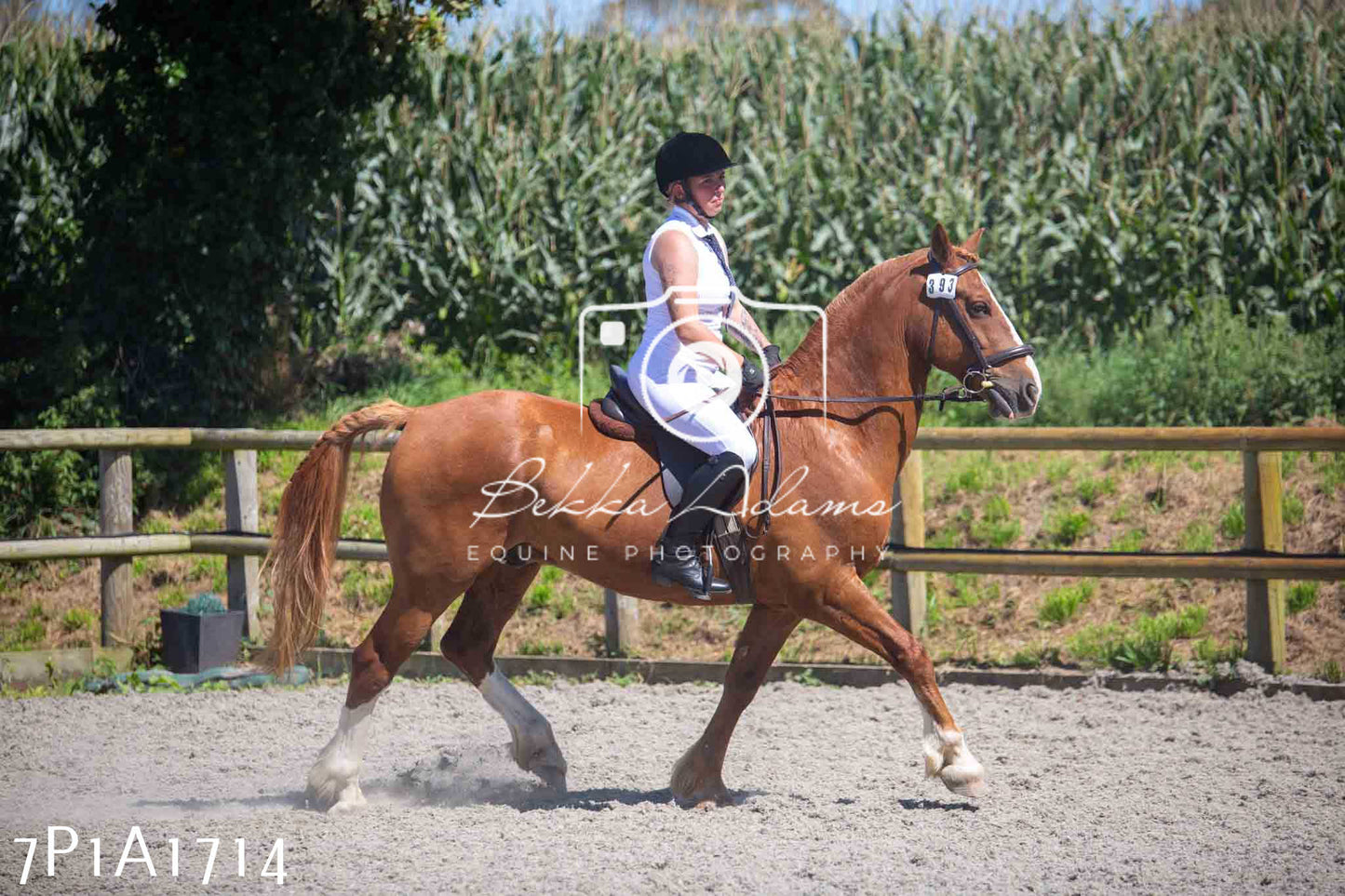 Home Farm Annual Show -Ridden Showing 20th August 2023