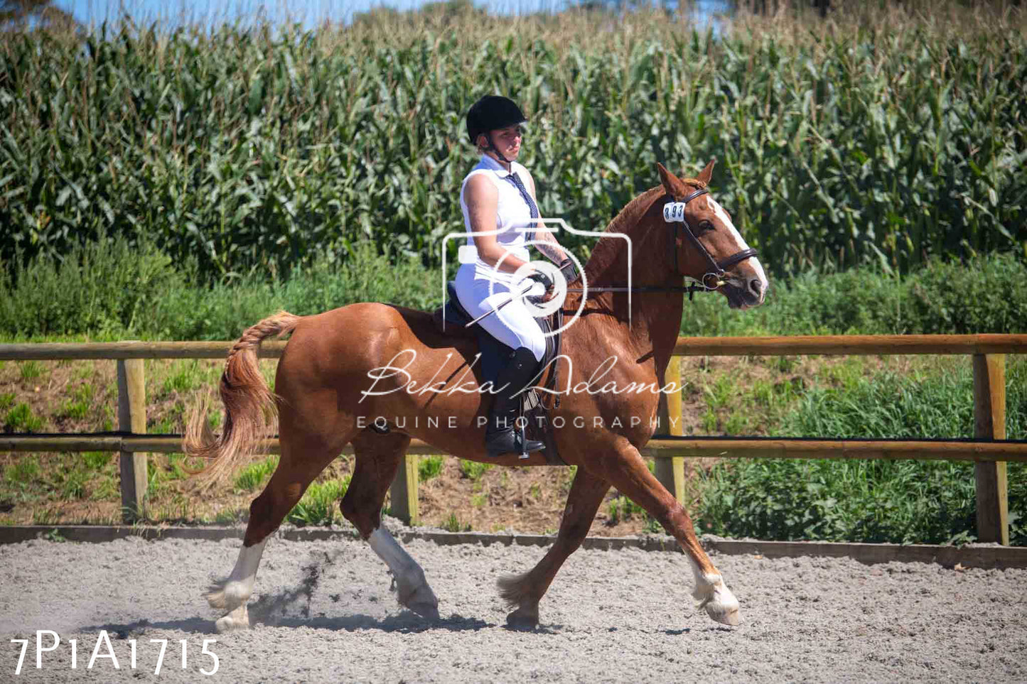 Home Farm Annual Show -Ridden Showing 20th August 2023