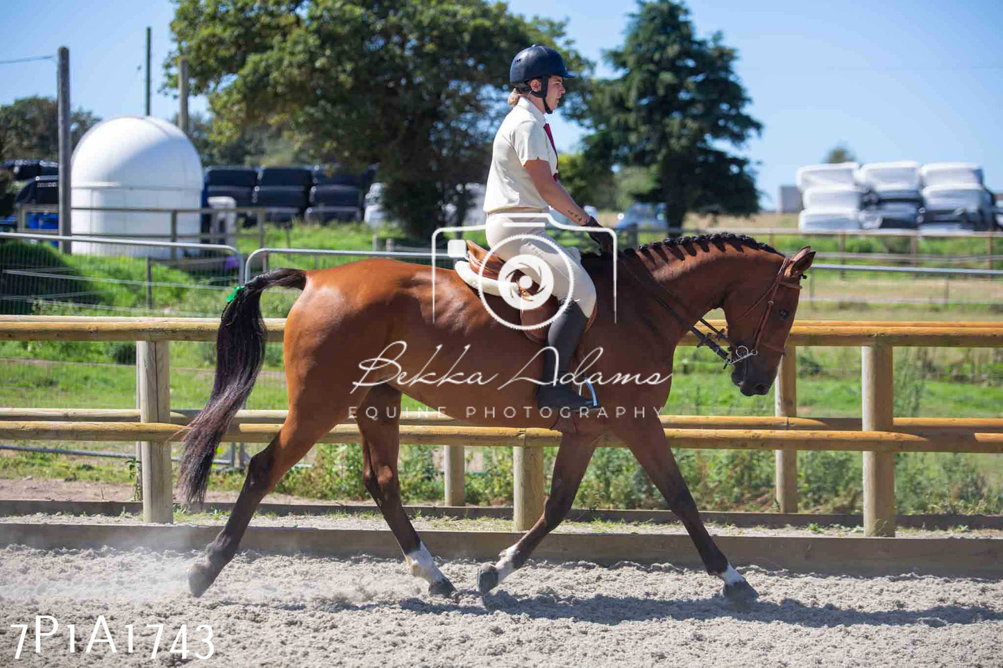 Home Farm Annual Show -Ridden Showing 20th August 2023