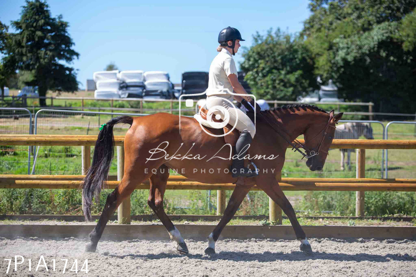 Home Farm Annual Show -Ridden Showing 20th August 2023