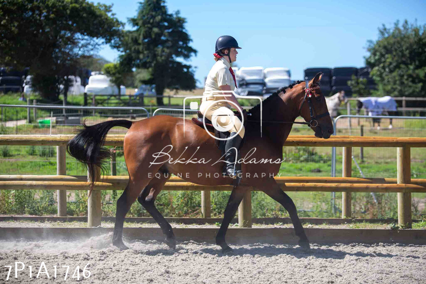 Home Farm Annual Show -Ridden Showing 20th August 2023