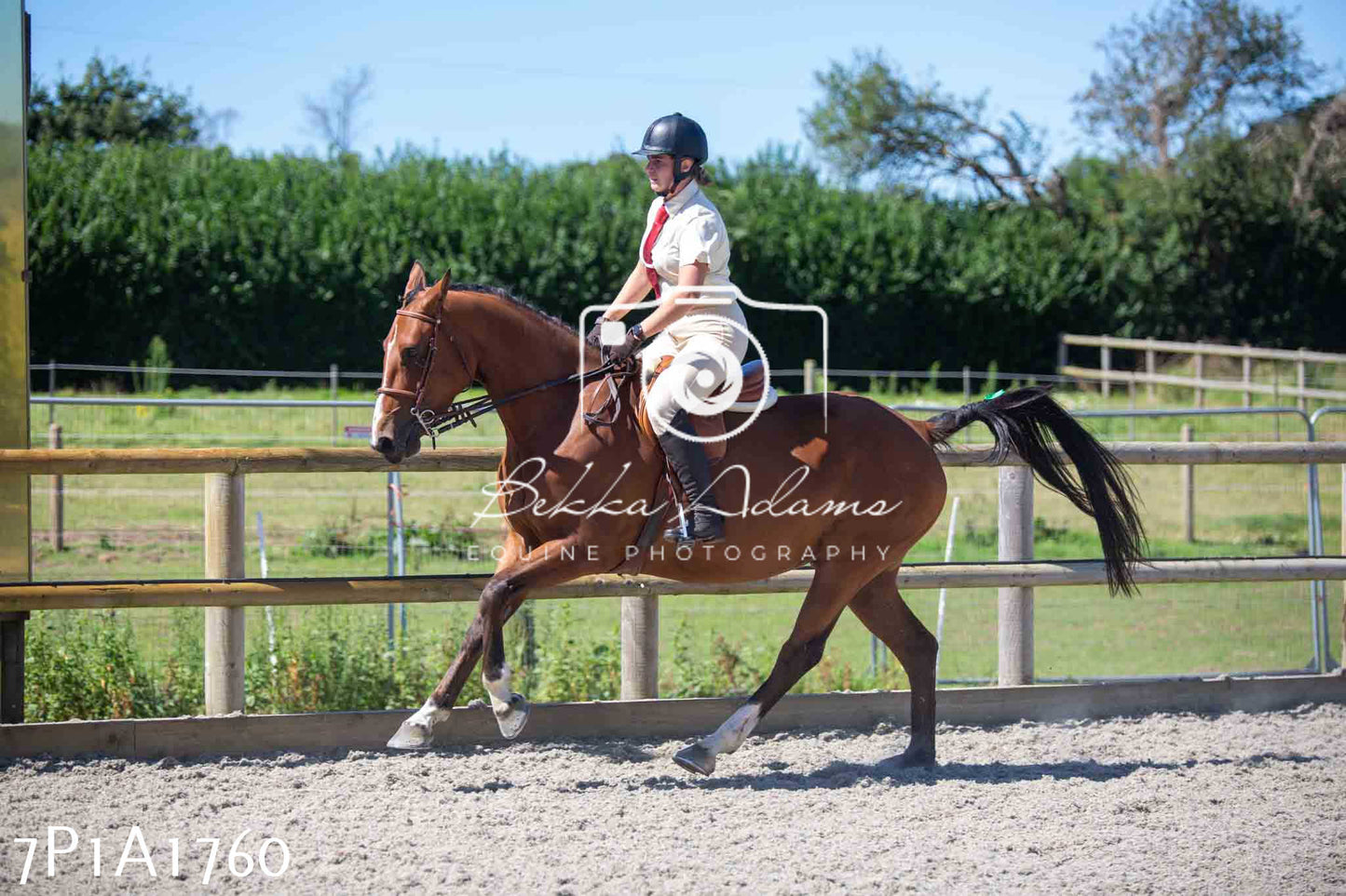 Home Farm Annual Show -Ridden Showing 20th August 2023
