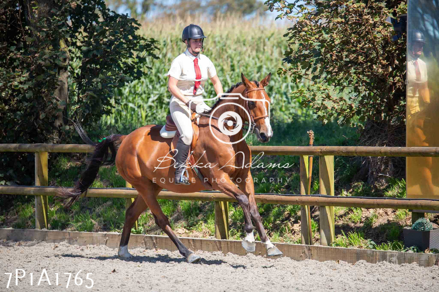 Home Farm Annual Show -Ridden Showing 20th August 2023