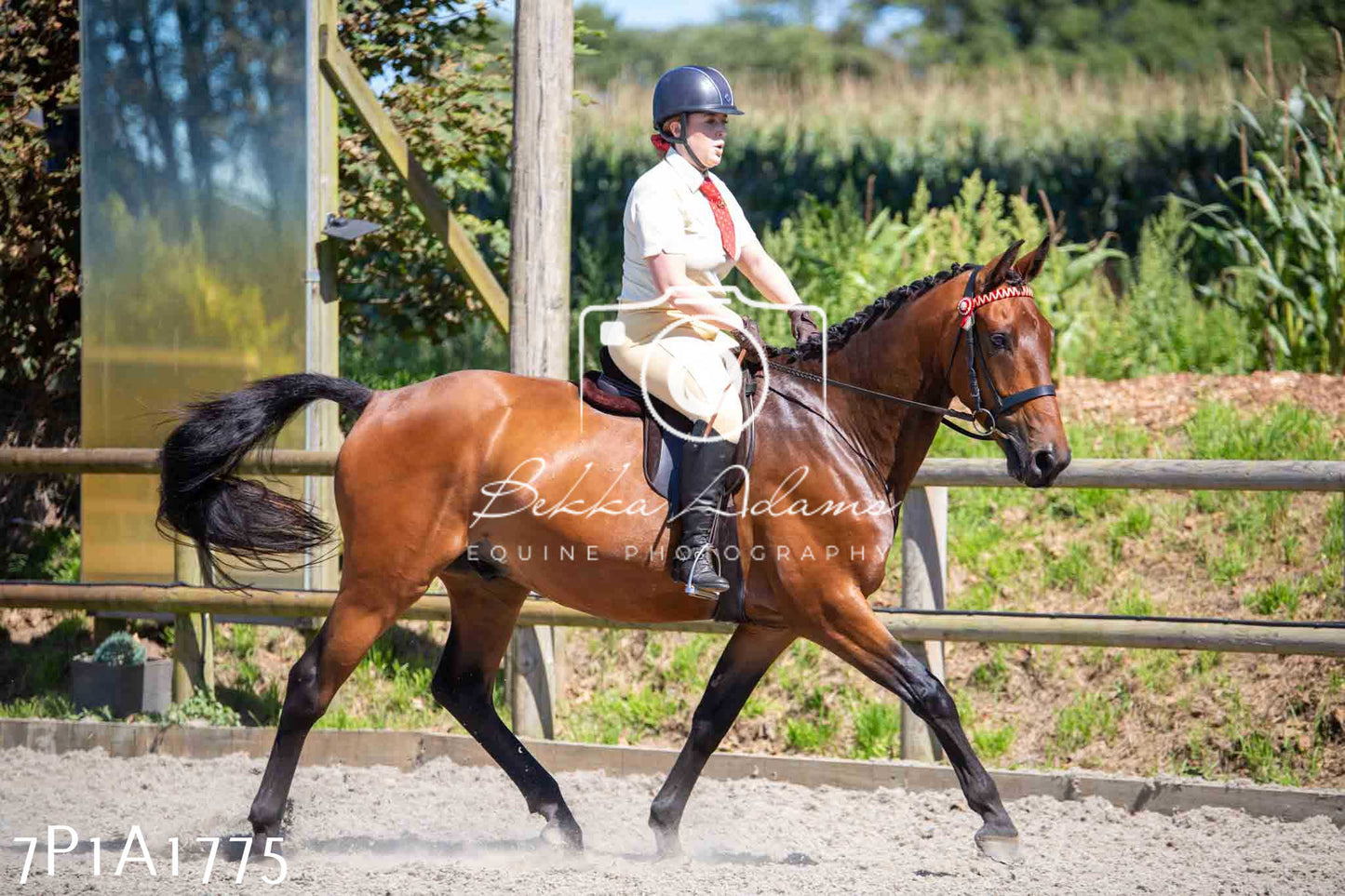 Home Farm Annual Show -Ridden Showing 20th August 2023