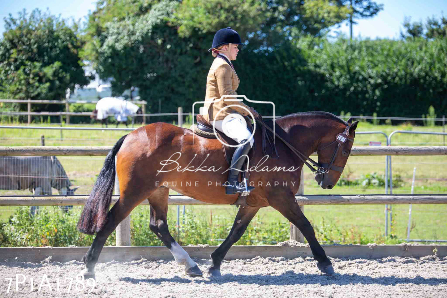 Home Farm Annual Show -Ridden Showing 20th August 2023