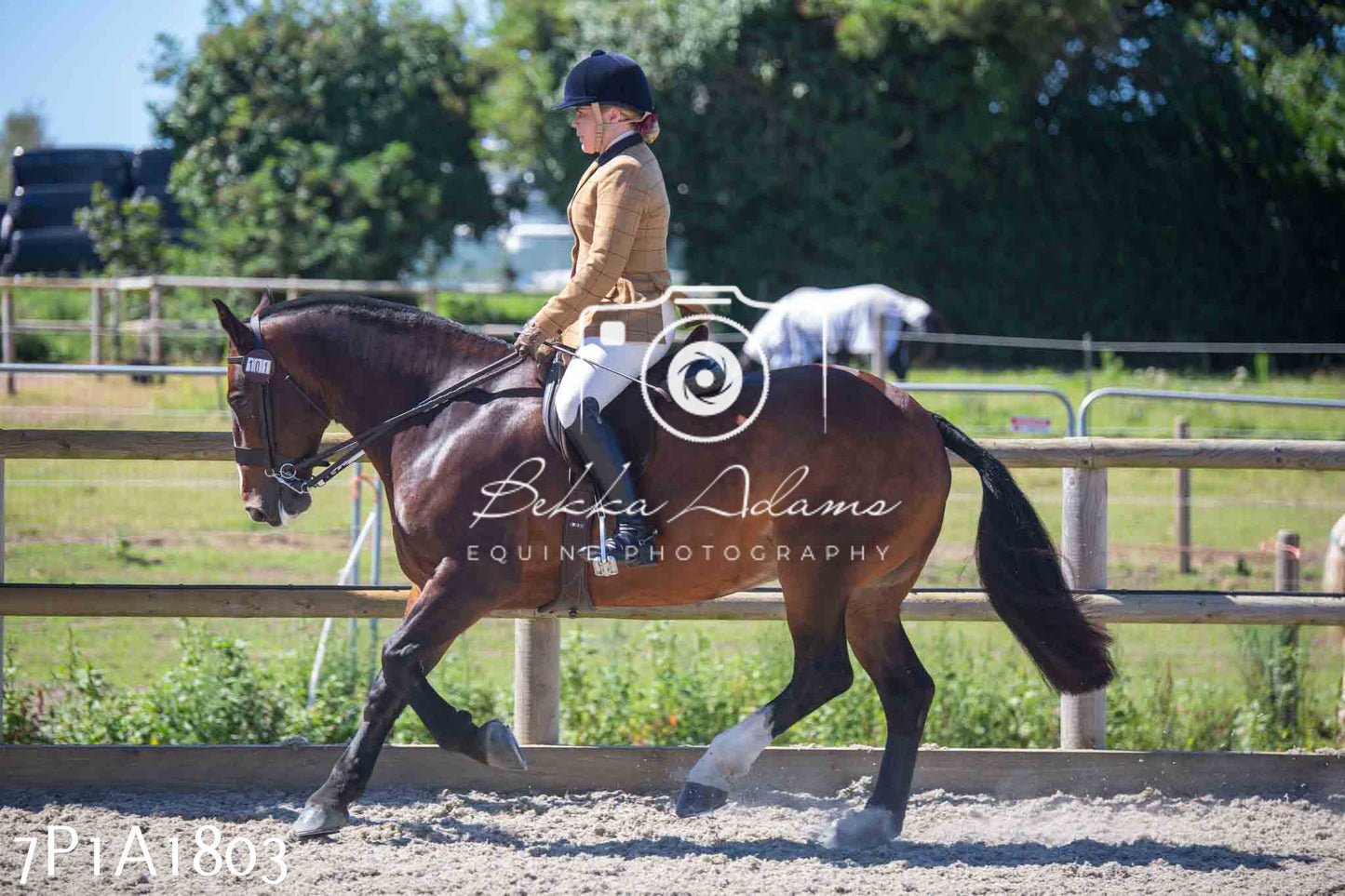 Home Farm Annual Show -Ridden Showing 20th August 2023