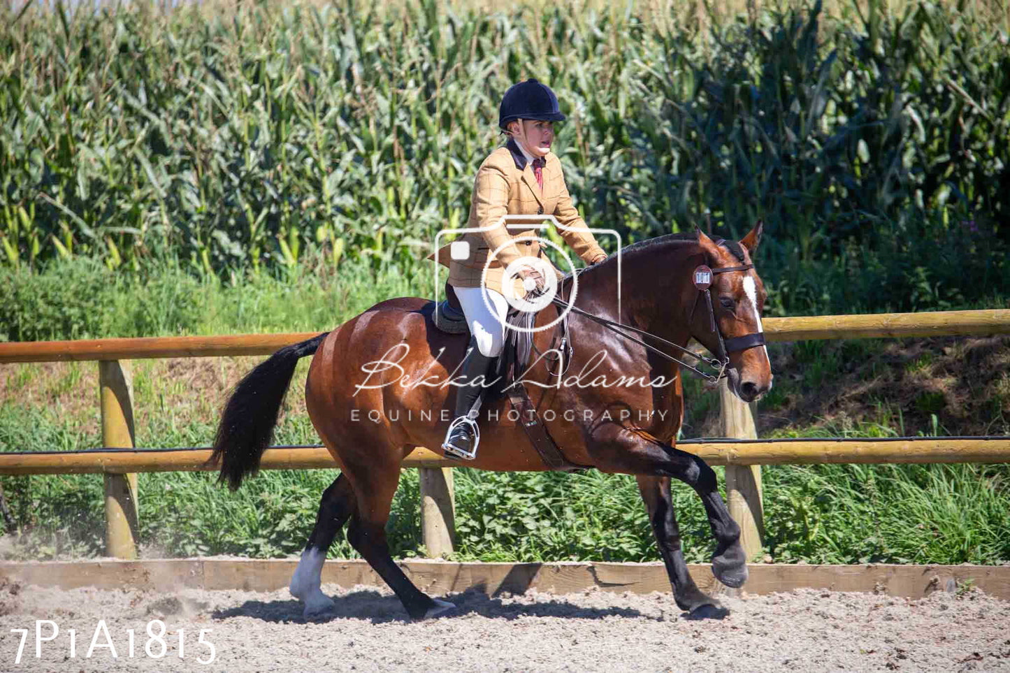Home Farm Annual Show -Ridden Showing 20th August 2023