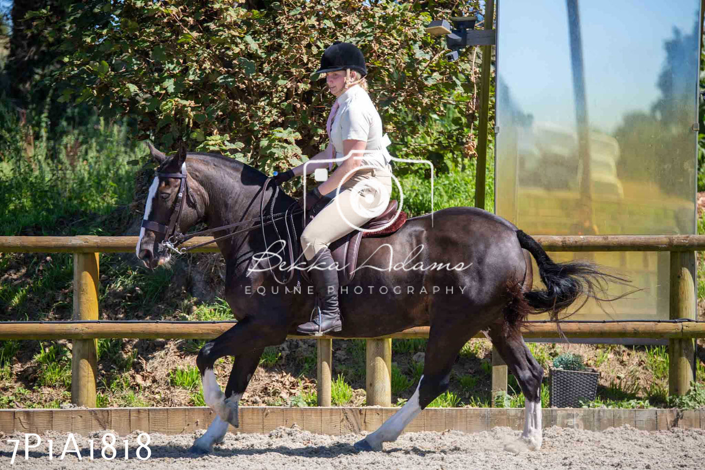 Home Farm Annual Show -Ridden Showing 20th August 2023
