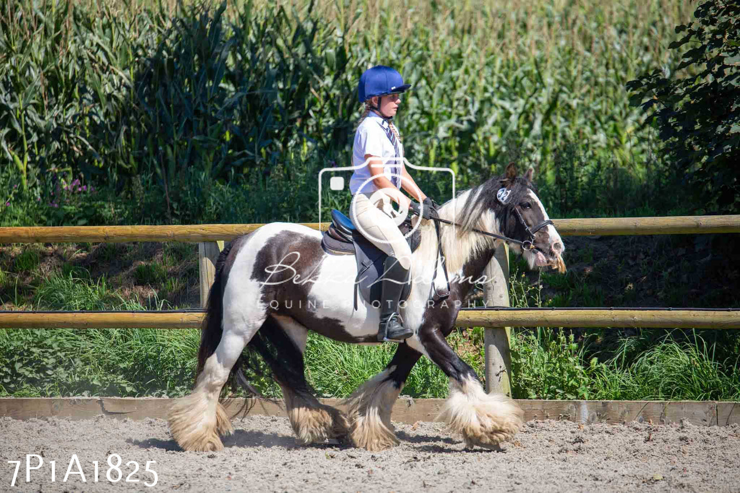 Home Farm Annual Show -Ridden Showing 20th August 2023