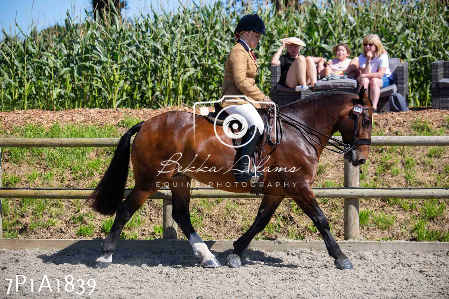 Home Farm Annual Show -Ridden Showing 20th August 2023
