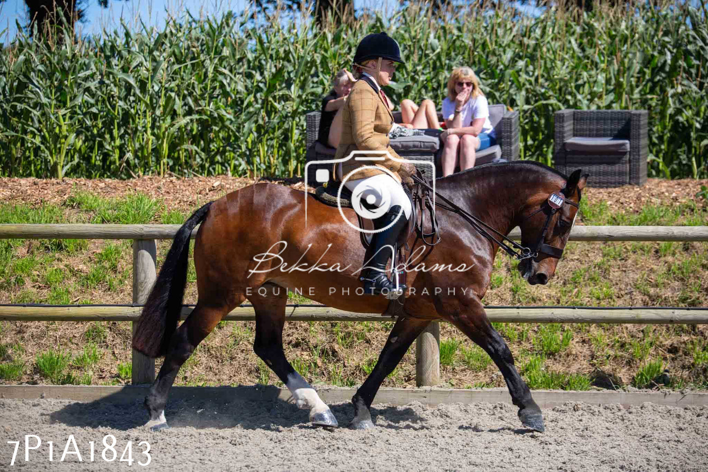 Home Farm Annual Show -Ridden Showing 20th August 2023