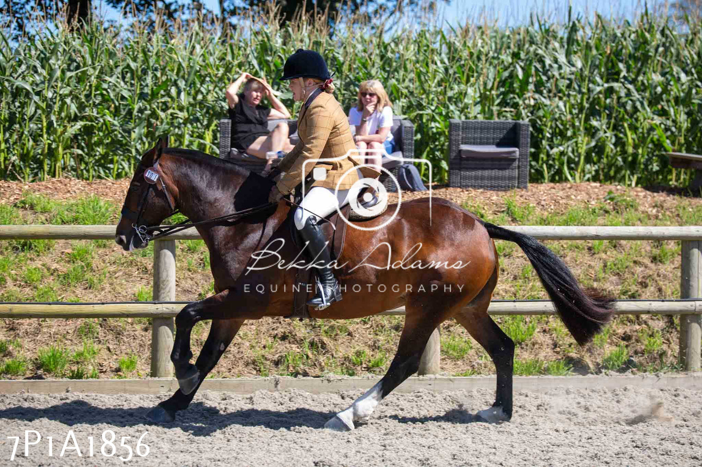 Home Farm Annual Show -Ridden Showing 20th August 2023