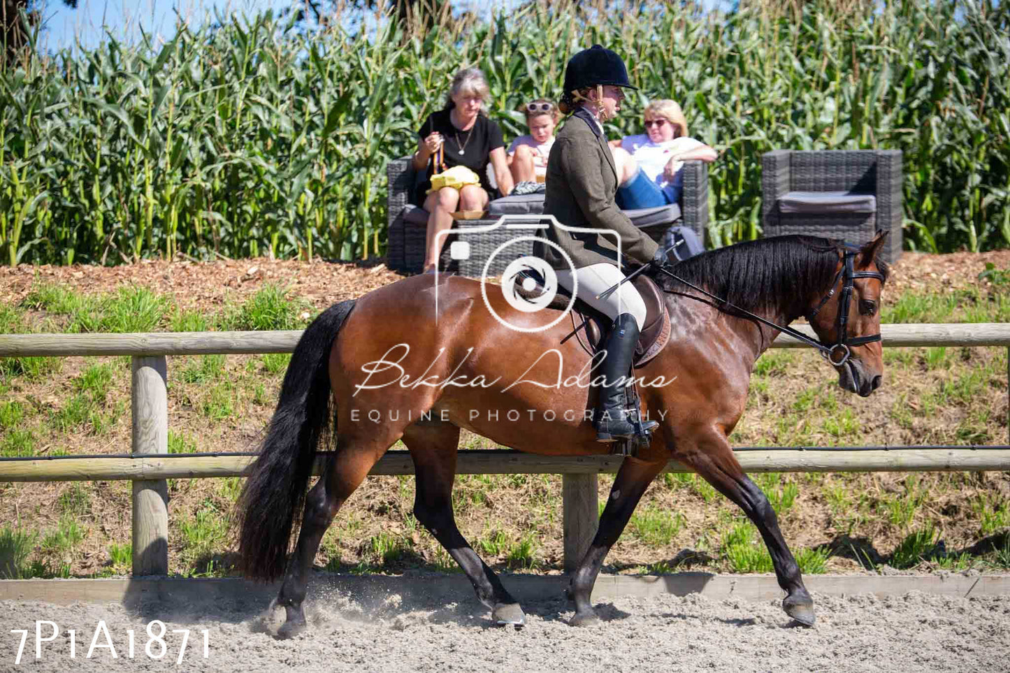 Home Farm Annual Show -Ridden Showing 20th August 2023