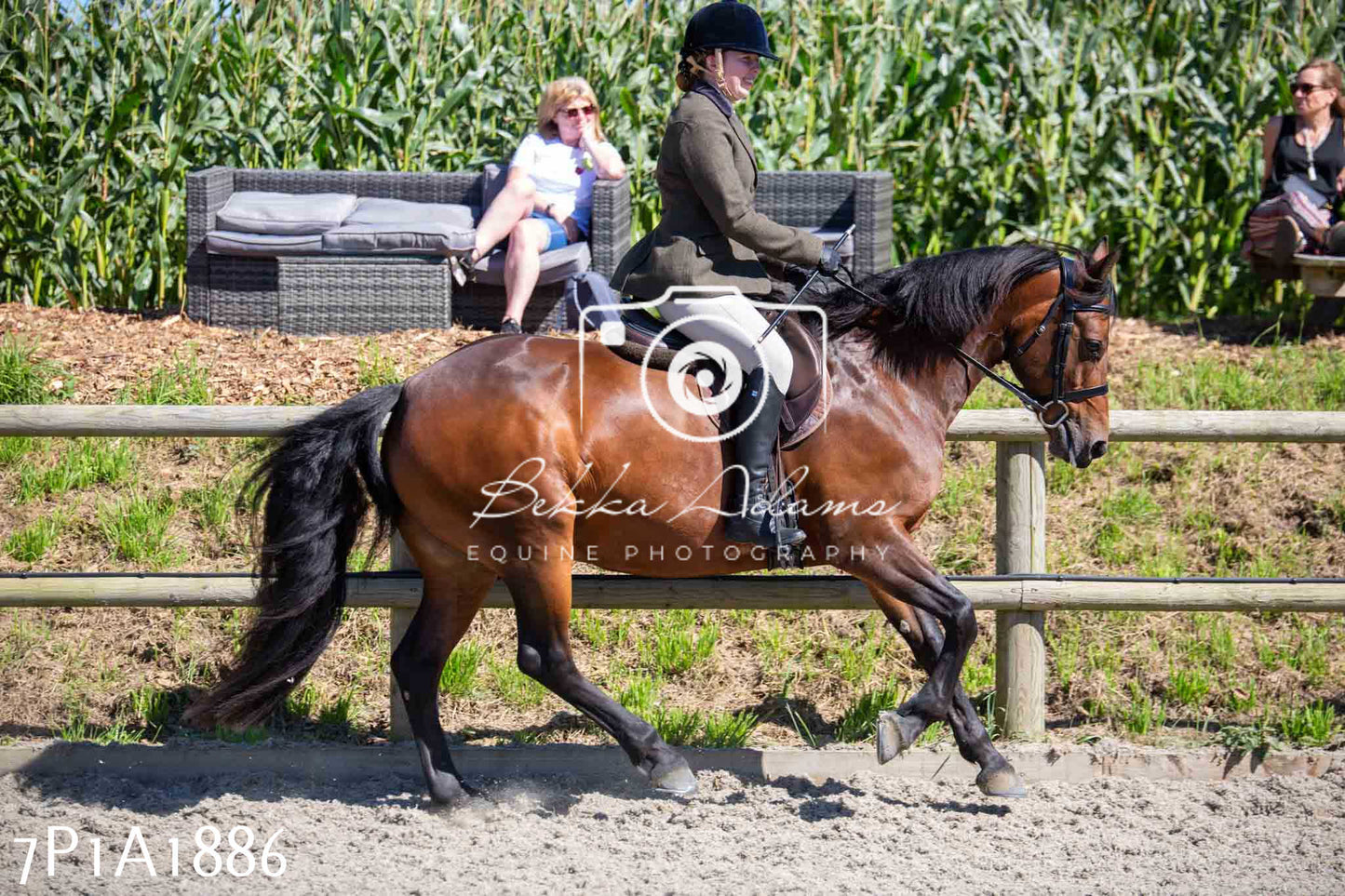 Home Farm Annual Show -Ridden Showing 20th August 2023