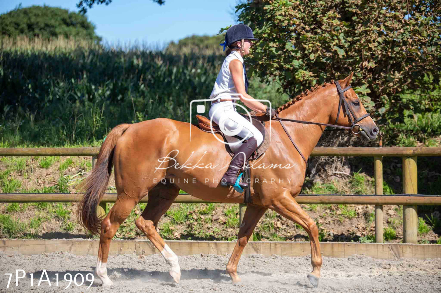 Home Farm Annual Show -Ridden Showing 20th August 2023
