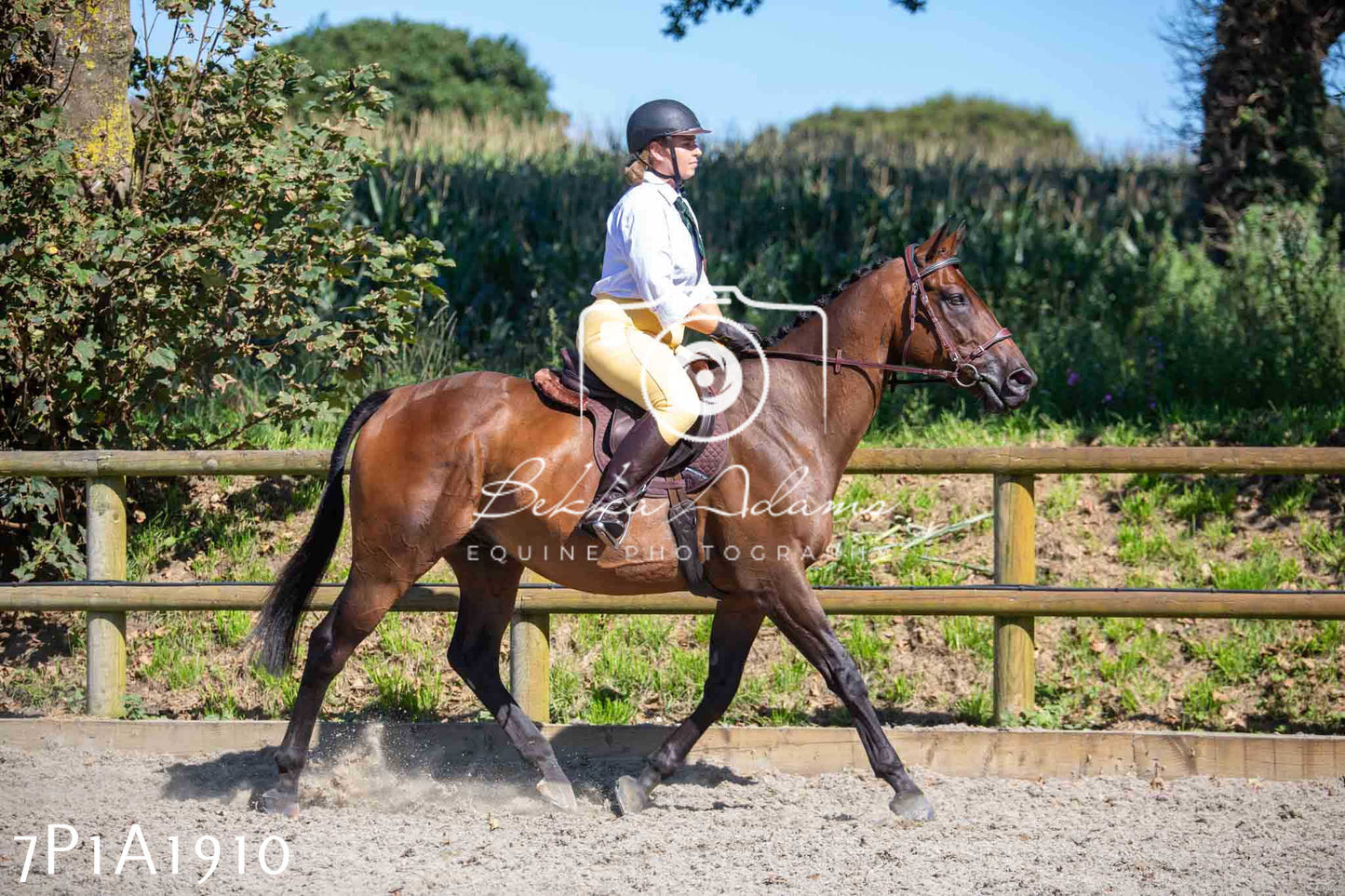 Home Farm Annual Show -Ridden Showing 20th August 2023