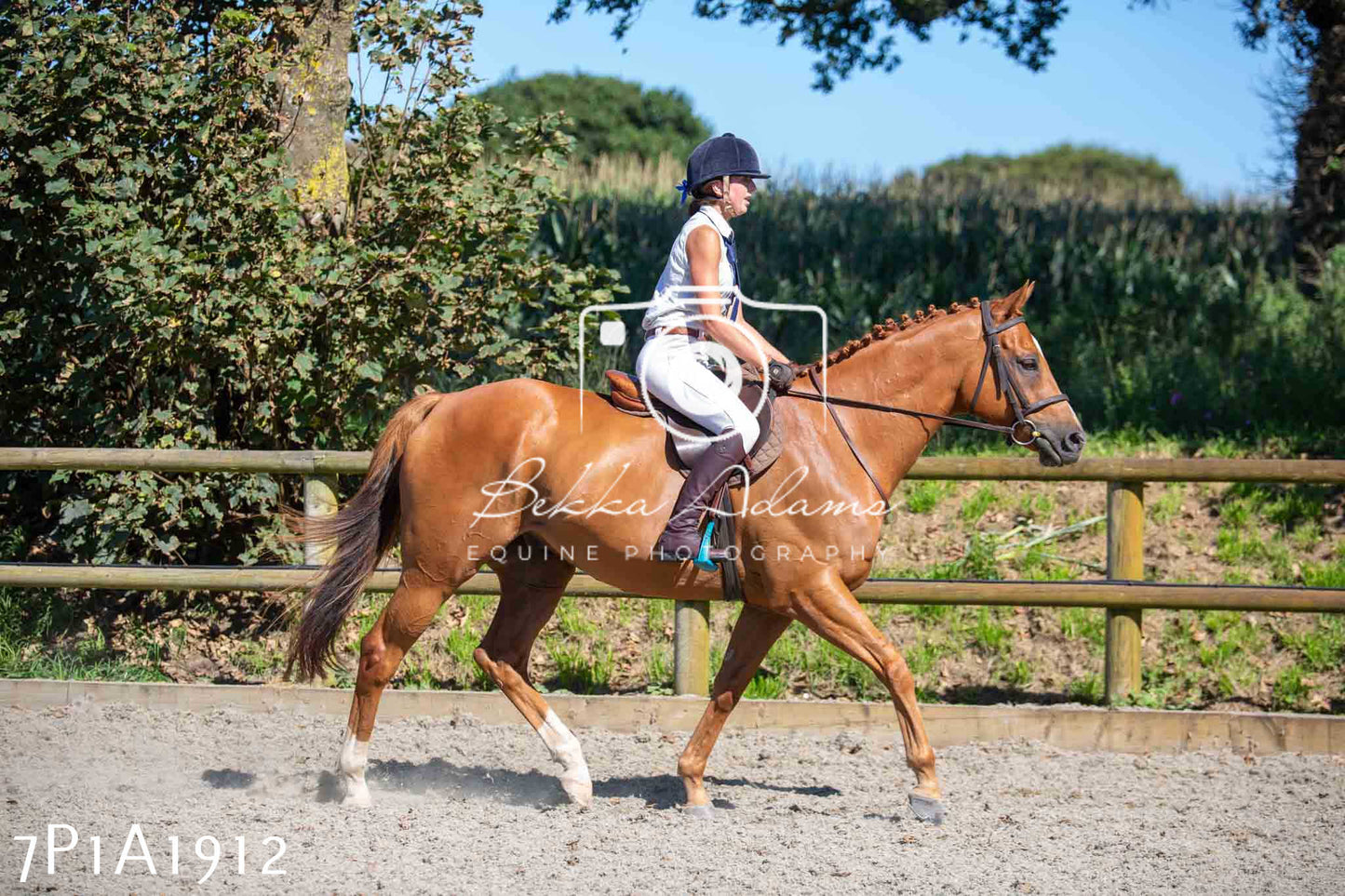 Home Farm Annual Show -Ridden Showing 20th August 2023