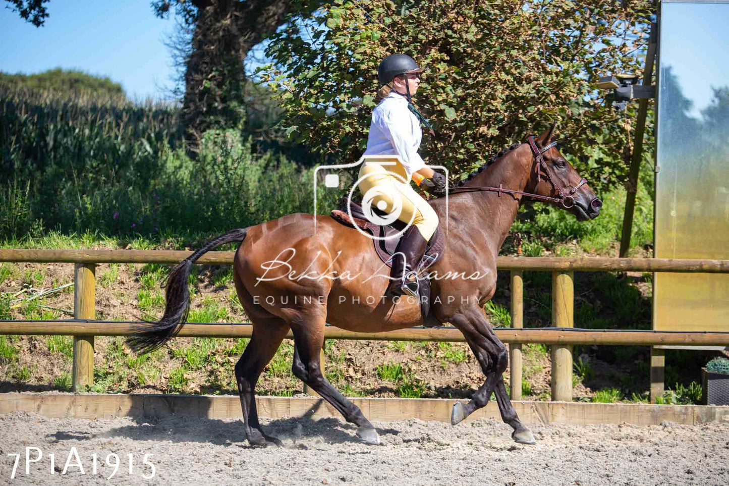 Home Farm Annual Show -Ridden Showing 20th August 2023
