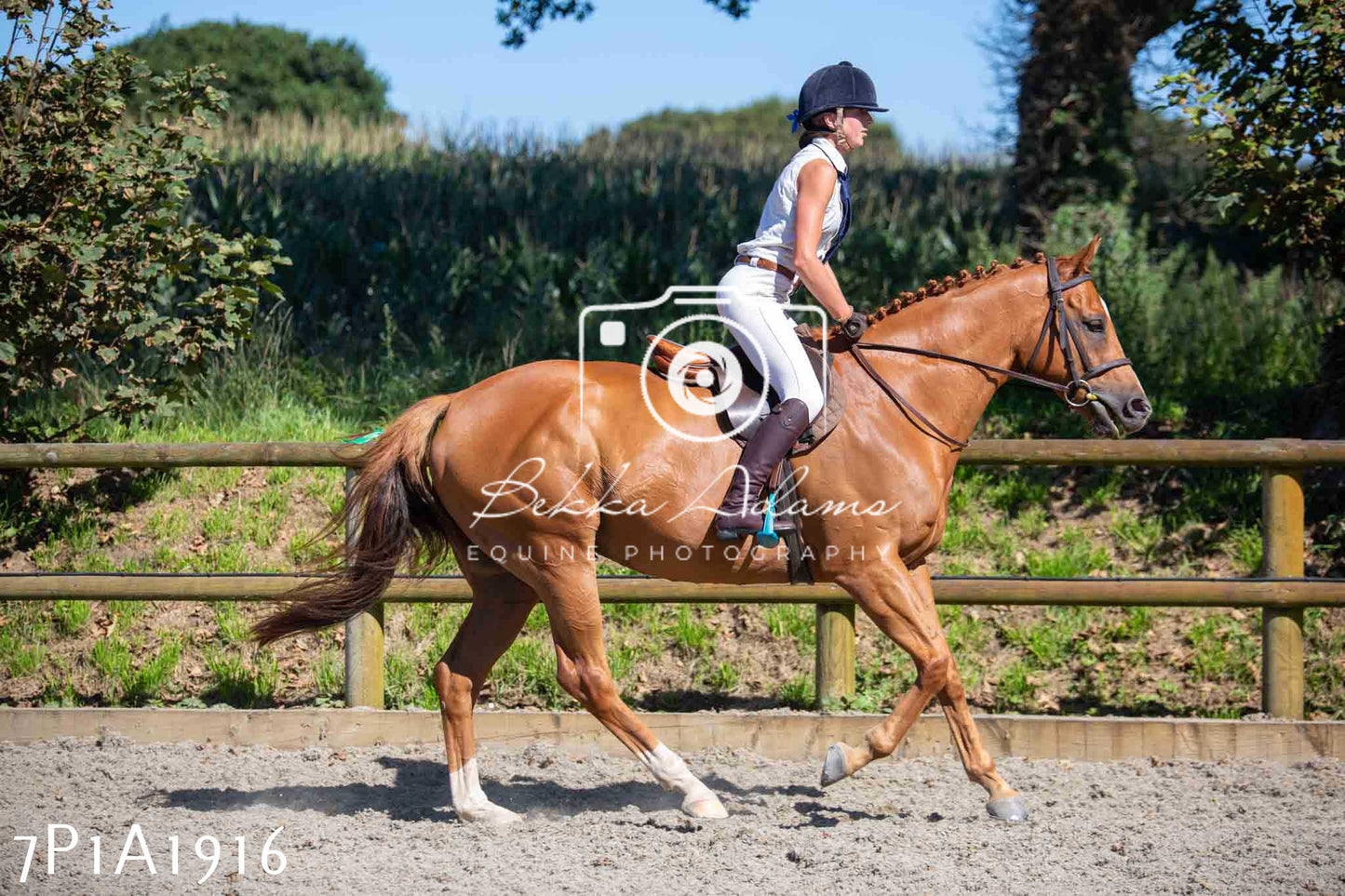 Home Farm Annual Show -Ridden Showing 20th August 2023