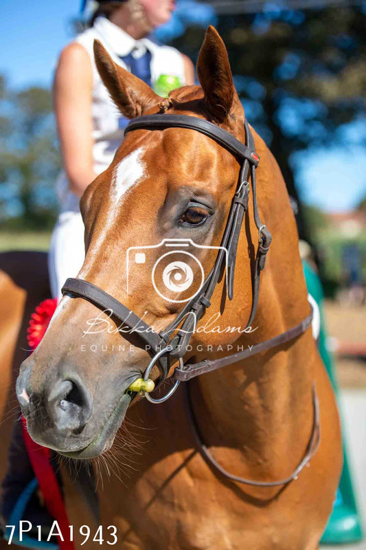 Home Farm Annual Show -Ridden Showing 20th August 2023 pt 2
