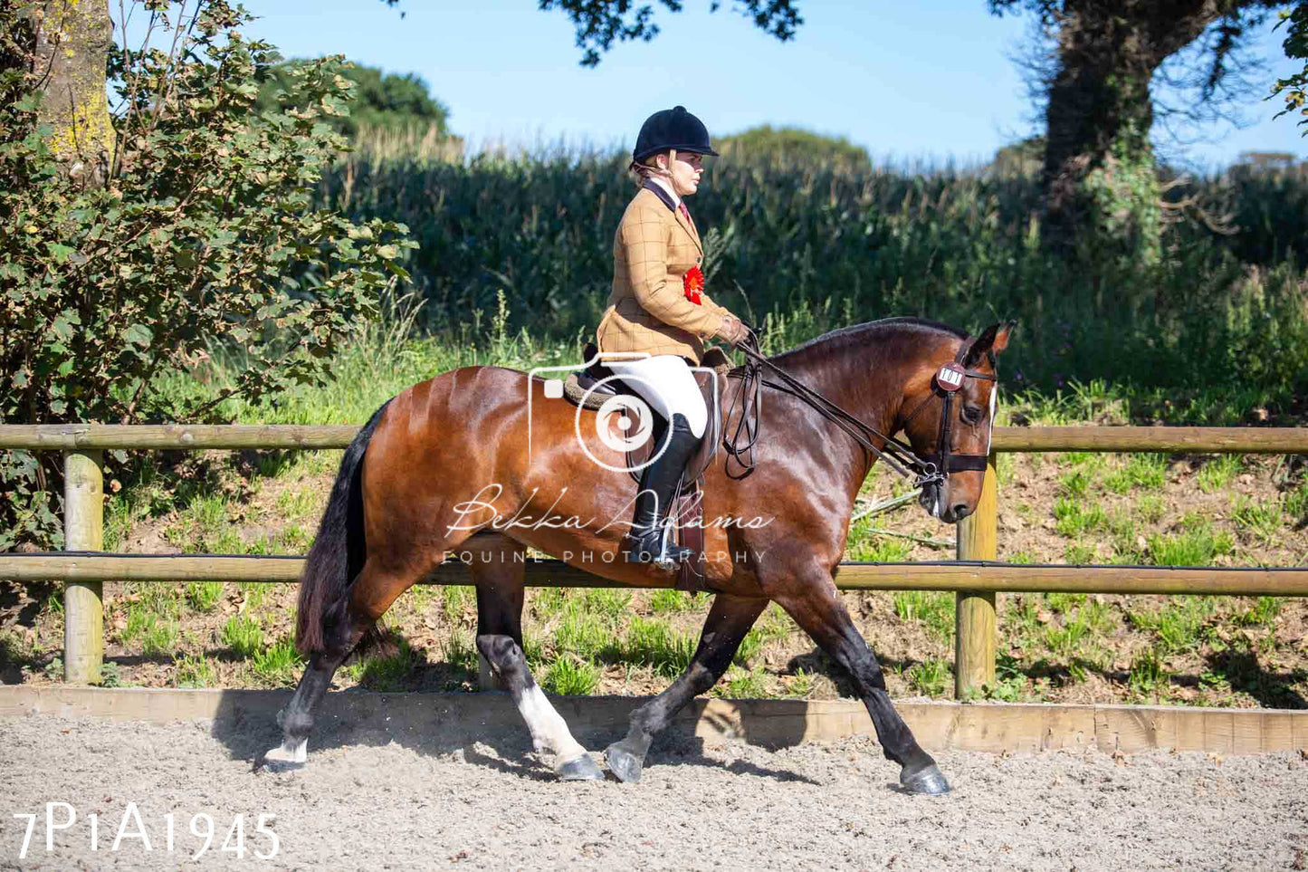 Home Farm Annual Show -Ridden Showing 20th August 2023 pt 2