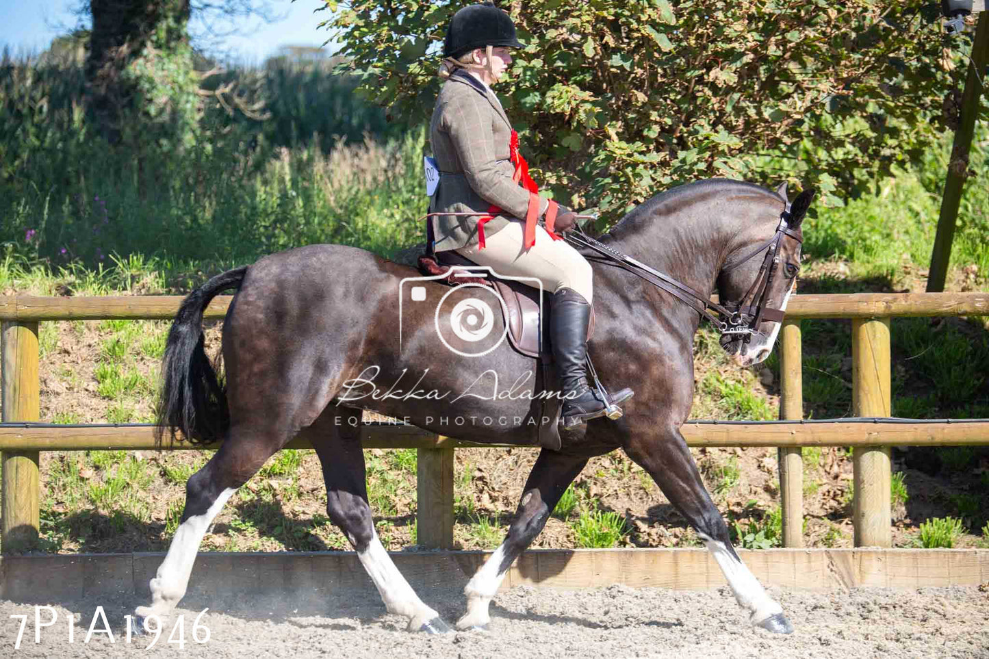Home Farm Annual Show -Ridden Showing 20th August 2023 pt 2