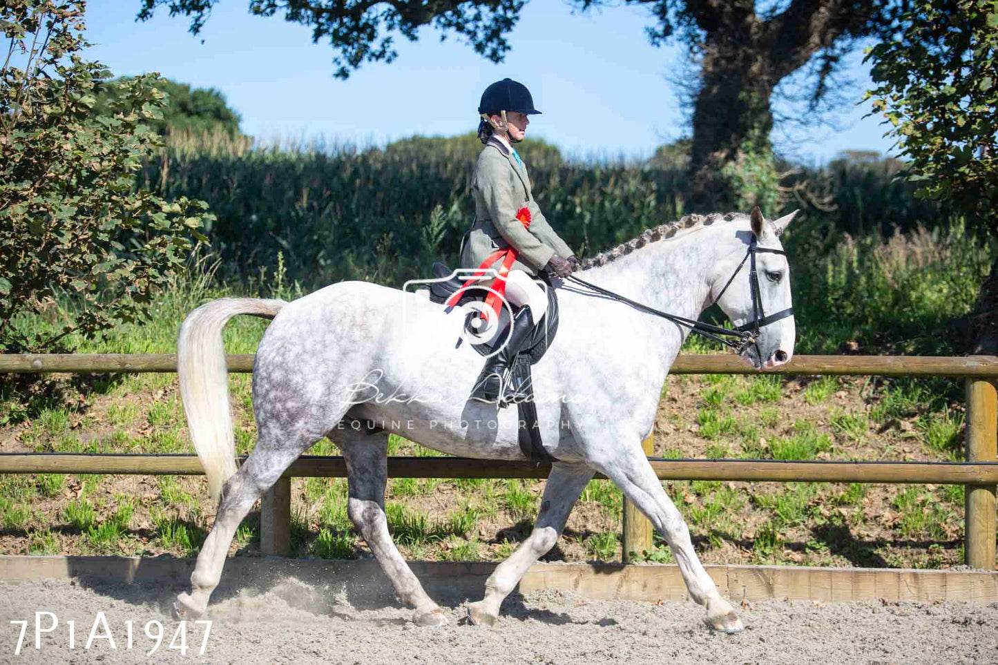 Home Farm Annual Show -Ridden Showing 20th August 2023 pt 2