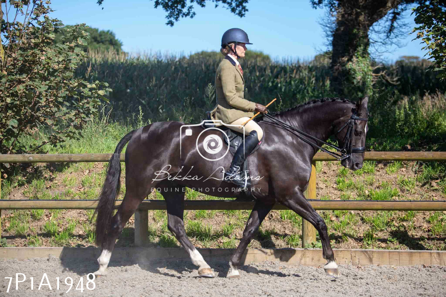 Home Farm Annual Show -Ridden Showing 20th August 2023 pt 2
