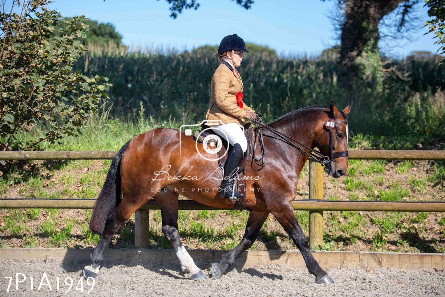 Home Farm Annual Show -Ridden Showing 20th August 2023 pt 2