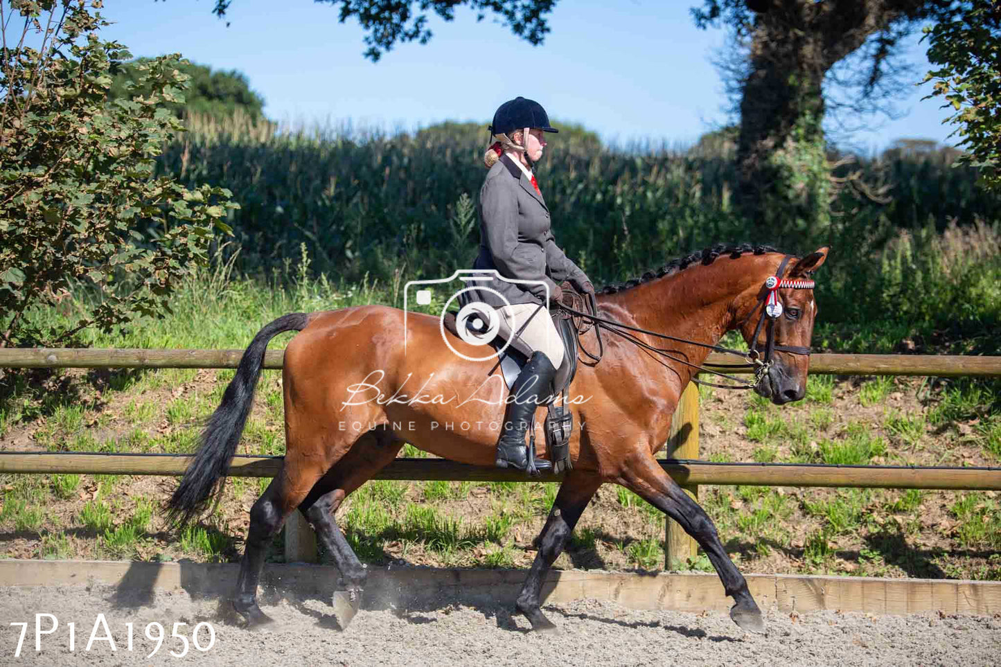 Home Farm Annual Show -Ridden Showing 20th August 2023 pt 2