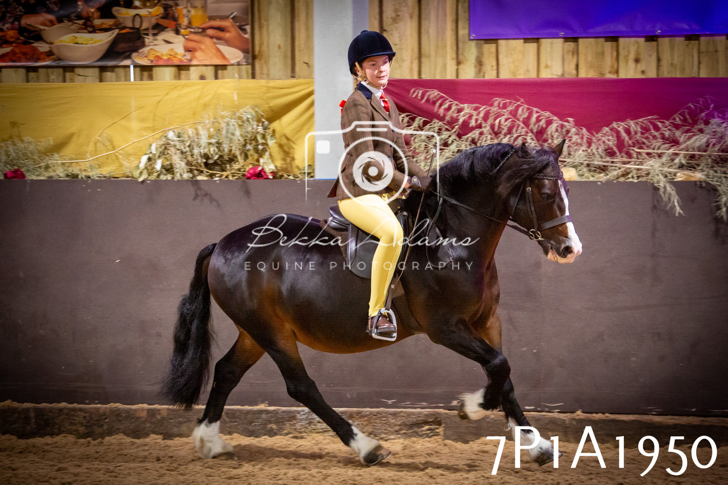 JHOYS 2025 - Ridden Showing - 28th September - pt1